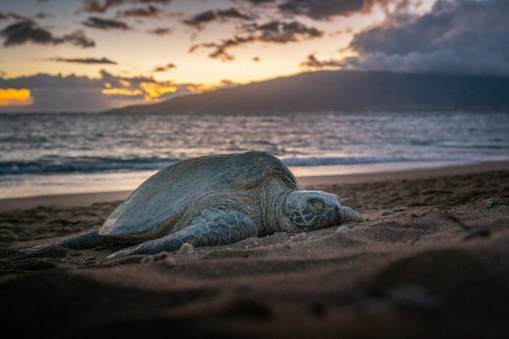 things to do in kihei